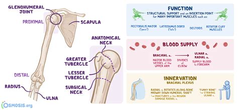 Distal Humerus Anatomy