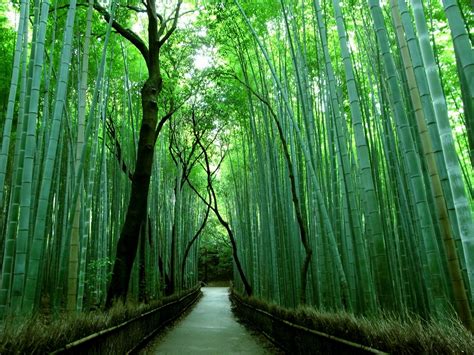 Bamboo Forest Kyoto Wallpaper 1600x1200 56109 - Baltana