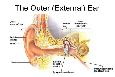 Basic Diagram Of The Ear