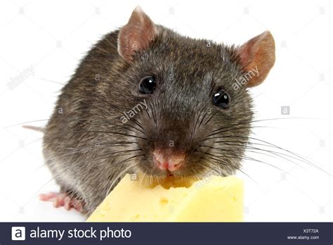 Rat Eating Cheese High Resolution Stock Photography and Images - Alamy