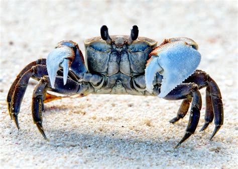 Ghost Crab – "OCEAN TREASURES" Memorial Library