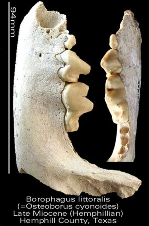 Borophagus littoralis - Members Gallery - The Fossil Forum