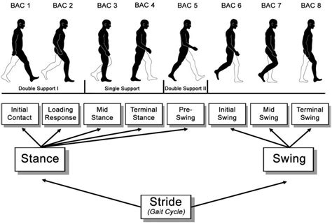 Phases of the Gait Cycle: Gait Analysis » ProtoKinetics Fall Flats ...