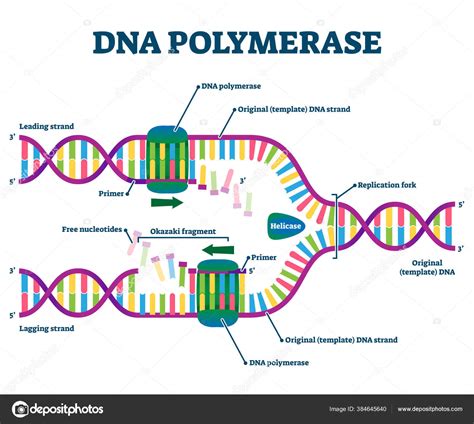 DNA Polymerase enzyme syntheses labeled educational vector illustration ...