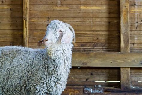 Angora Goat Farming: Understanding the Characteristics and Best ...