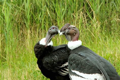 Andean Condor Wingspan: How Big it Is & How it Compares to Other Birds ...