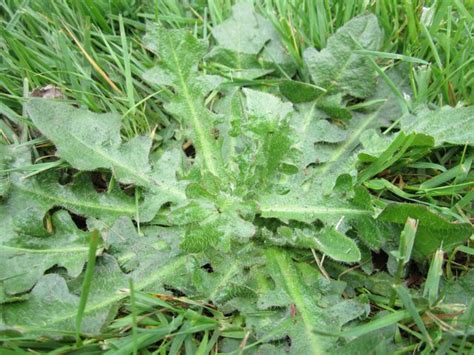 dandelion lookalike — Elise Krohn | Wild Foods and Medicines