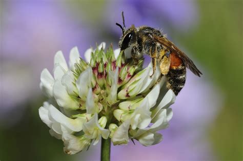 The Best Plants to Attract Bees