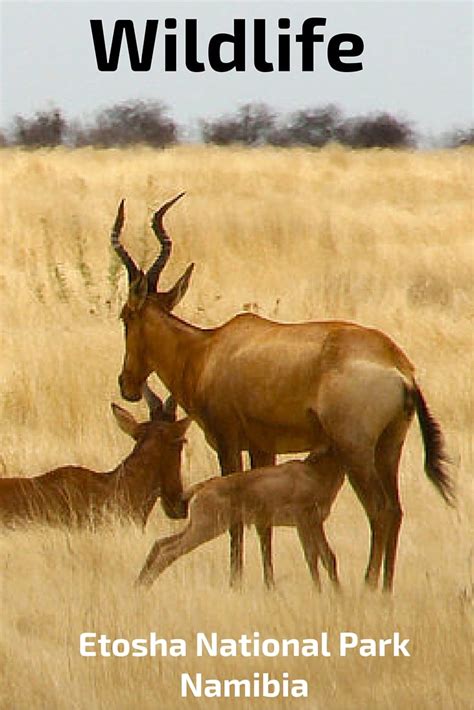 Wildlife of Etosha National Park