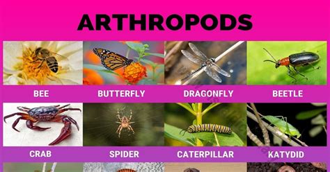 Arthropods: 24 Popular Arthropods Found in Gardens & Field Crops ...