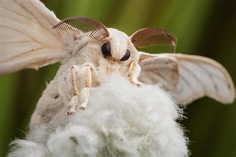 bombyx mori - focus stack of 4 images | Poodle moth, Cute moth, Moth ...