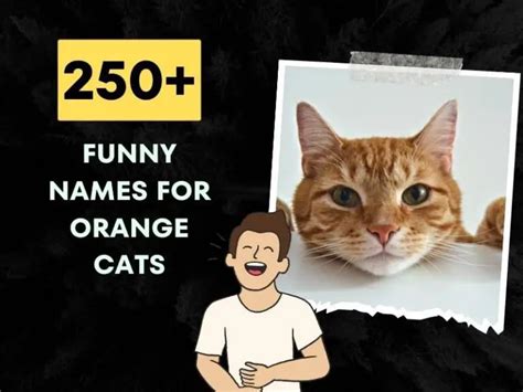 250+ Funny Names For Orange Cats (Hilarious Ideas)