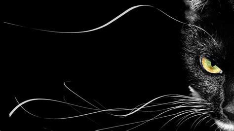 Black Cat PC Wallpapers on WallpaperDog