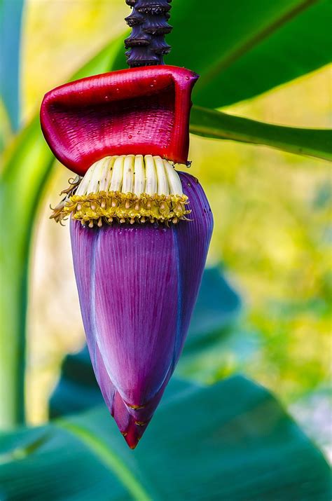 Download free photo of Banana tree flower,flower,banana,tree,tropical ...