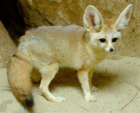 Fennec Fox – Facts, Size, Lifespan, Habitat, Pictures