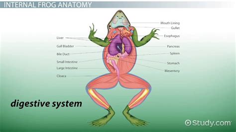 Frog Anatomy | External & Internal - Lesson | Study.com