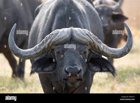 Buffalo Horns High Resolution Stock Photography and Images - Alamy