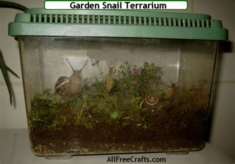 What Do Garden Snails Eat in Captivity | Foliar Garden