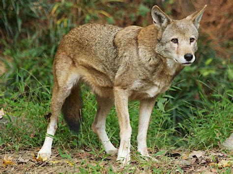 Check out this pawesome litter of endangered red wolf pups : NPR