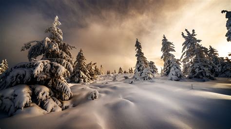 Landscape Nature Snow Covered Trees With Snow Field HD Winter ...