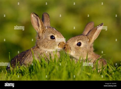 Rabbit cute hi-res stock photography and images - Alamy