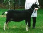 British Alpine – Dairy Goat Society of Australia Ltd