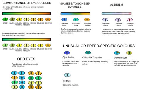 Eye Colours | Cat eye colors, Eye color chart, Eye color