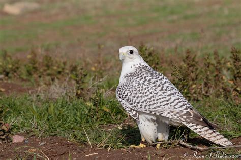 Rubino Gyrfalcon white morph falconry 20160109 Hawkwatch R… | Flickr