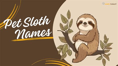 500+ Pet Sloth Names [Cute, Funny, & Clever Ideas]