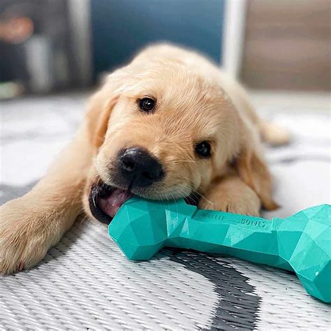 14 Indestructible Dog Toys for Heavy Chewers