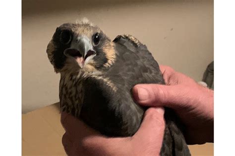 Baby falcon rescued in San Francisco | KRON4