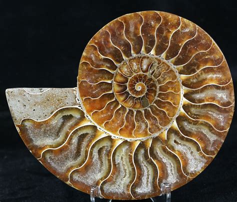 3.95" Agatized Ammonite Fossil (Half) (#32465) For Sale - FossilEra.com