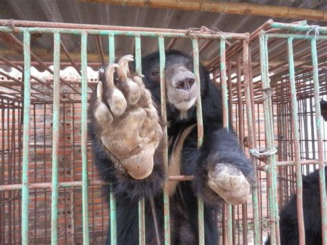 PLEDGE: Join the movement opposing all cruelty to moon bears, from bile ...