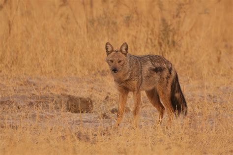 Side-Striped Jackal | Sean Crane Photography