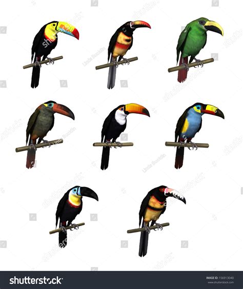 3d Render Toucan Species Keelbill Toucan Stock Illustration 156913040 ...