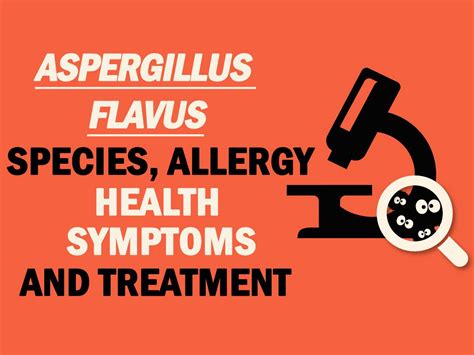 Aspergillus Flavus - Symptoms, Disease, & Treatment | Mold Busters ...