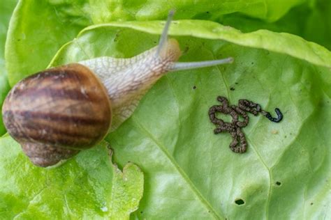 Snail poop: How do they do it and what does it look like?