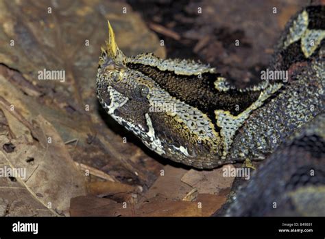 Rhinoceros Viper Bitis Nasicornis Stock Photos & Rhinoceros Viper Bitis ...