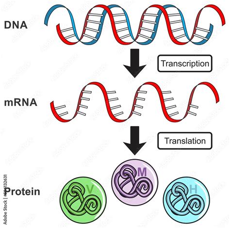 Fototapeta Central dogma of gene expression infographic diagram process ...