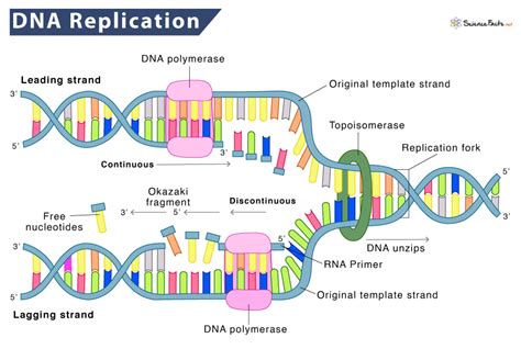 Dna Replication Diagram With Labels