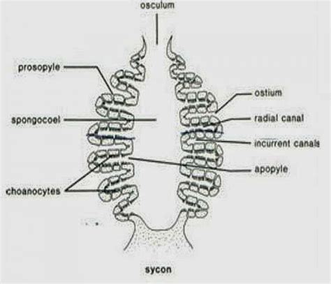 CANAL SYSTEM IN SYCON SPONGE | Canal, Zoology, Name calling