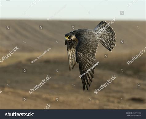 Peregrine Falcon In Flight Stock Photo 164797766 : Shutterstock