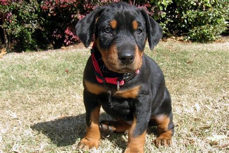 Doberman Pinscher Puppies