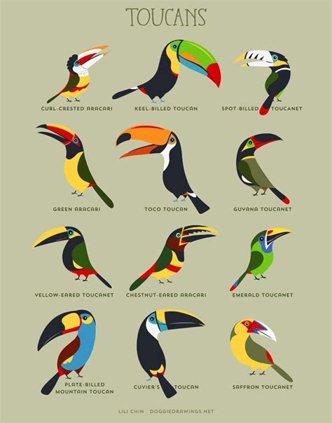 TOUCANS art print | Toucan art, Bird drawings, Toco toucan