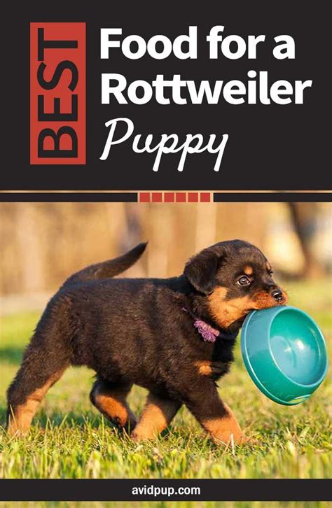 Best Food for a Rottweiler Puppy: Top 7 Picks (5 dry & 2 wet ...