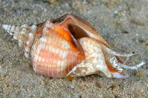 Fighting Conch Snail – Detailed Guide: Care, Diet, and Breeding ...