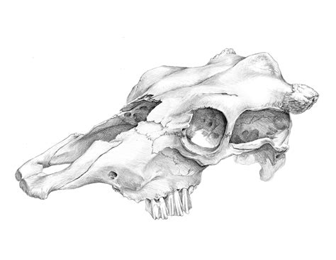 Science Illustration: Animal Skulls - Lindsay Wildlife Experience