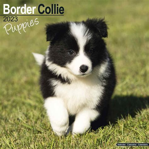 What To Get For A Border Collie Puppy