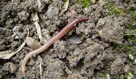 Earthworms - Facts, Diet & Habitat Information