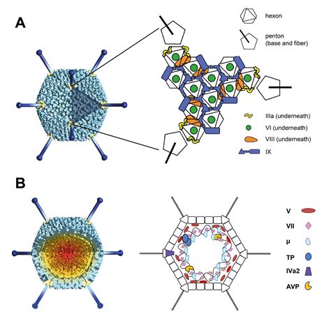 Adenovirus Classification